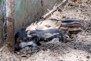 Kharkov State Zoo Veterinary Academy – photo 2